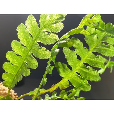 Blechnum brasiliense "Volcana" ②
