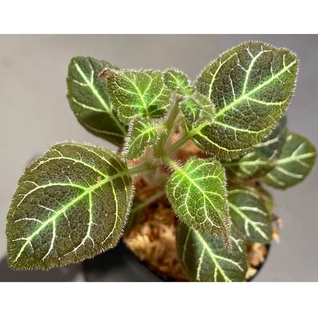 Pearcea hypocyrtiflora from Rio Napo Ecuador [tanakay] 白葉脈