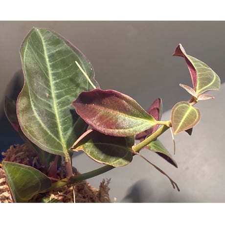 Pachycentria sp. from Selangor