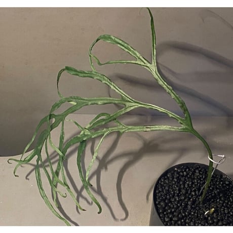 Microsorium sp. from Saripoi [LA0515-02]