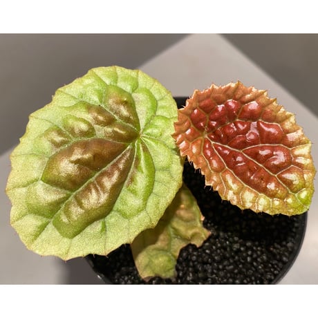 Begonia susaniae