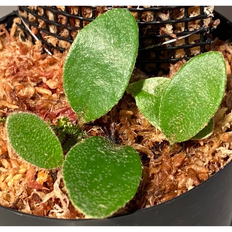 Pyrrosia nummularifolia from Santa Fe Luzon Philippines [KSB]