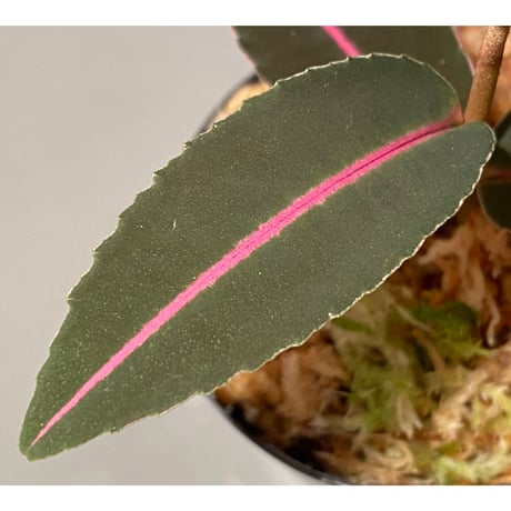 Labisia sp. from Sumatera barat [TB]