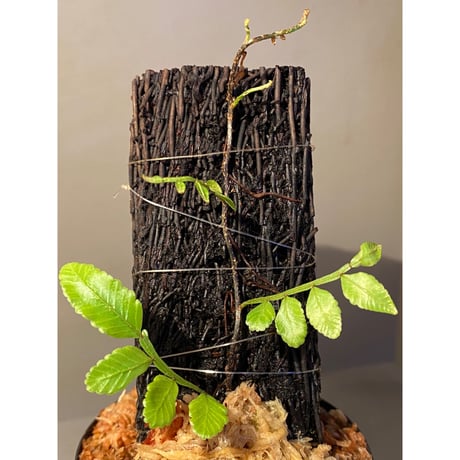 Teratophyllum ludens from Selangor Malaysia