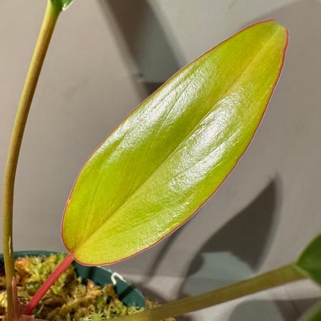 Homalomena sp. "Tsubaki" HW-GR from Resun Pulau Lingga [HW1017-02]