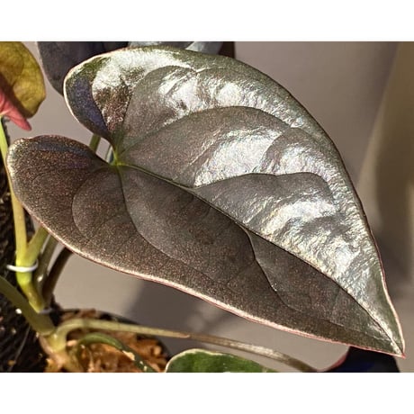 Syngonium sp. from Choco Colombia [tanakay]