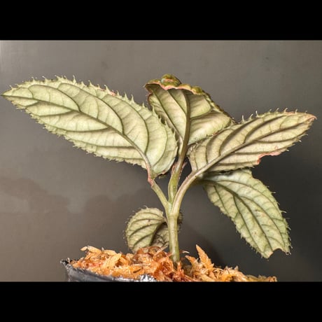 Ardisia sp. from Vietnam