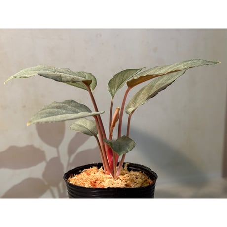 Homalomena sp. "Pink Velvet Long Leaf" from Kepulauan Riau