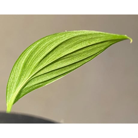 Homalomena sp. from Kuala Balah [TK270316]