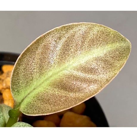 Ardisia sp. from Matang [TK160716]