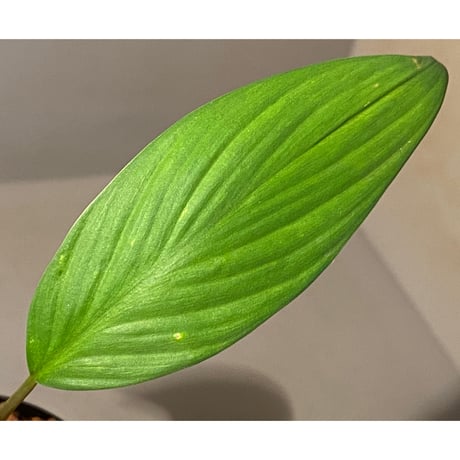 Homalomena sp. from Kuala Balah [TK270316]