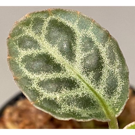 Ardisia sp. "Turtle Back" from Borneo