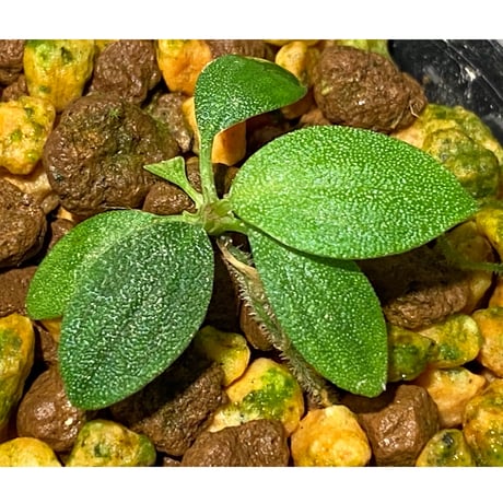 Homalomena mobula "鮫肌A" from Sumatera barat [LA0317-01]