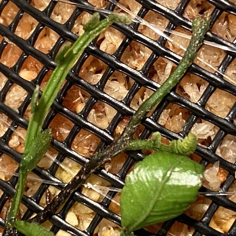 Teratophyllum ludens from Selangor Malaysia