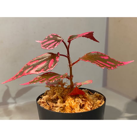 Begonia sp. ぼっち株 from Julau [R1214-01b]