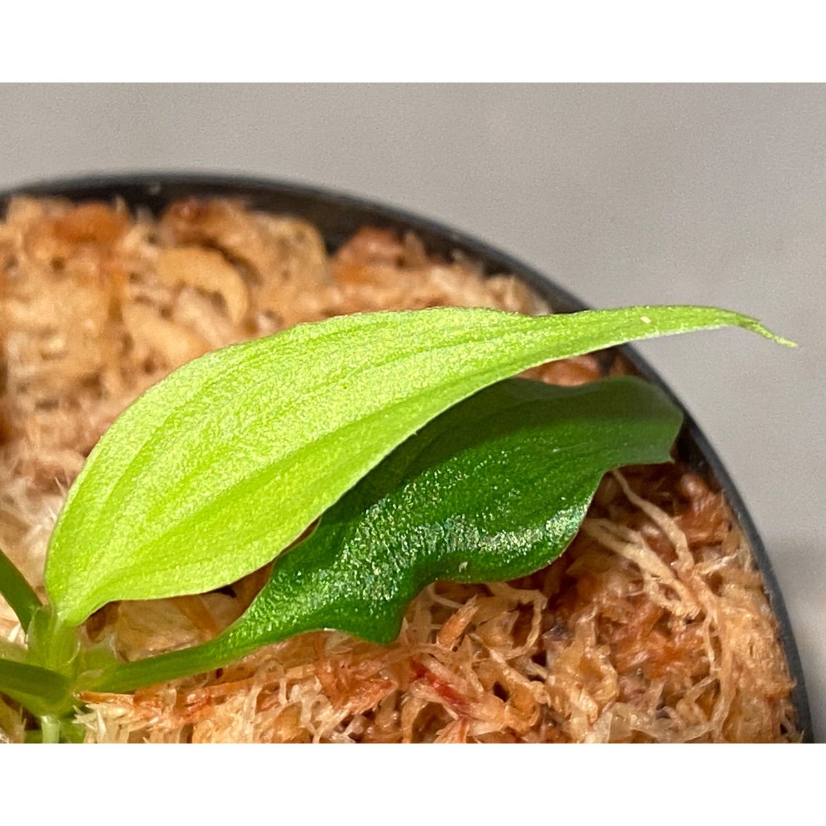 Homalomena plicata '蛇腹' Aceh sumatera [LA0217-0