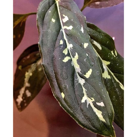 Aglaonema pictum "サイレント" from  Sumatera Barat [AZ1212-3]
