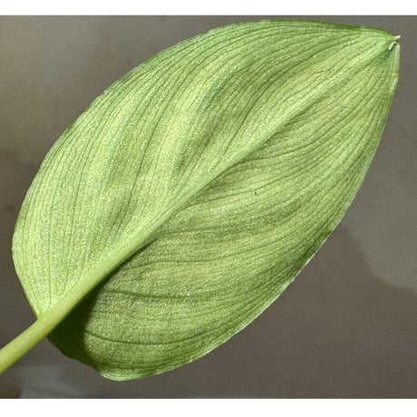 Homalomena sp. "Shirogane" SRP from Pulau Lingga[HW1017-XX]
