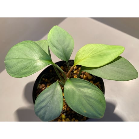 Homalomena sp. Aceh Silver from Aceh sumatera [LA0613-00]