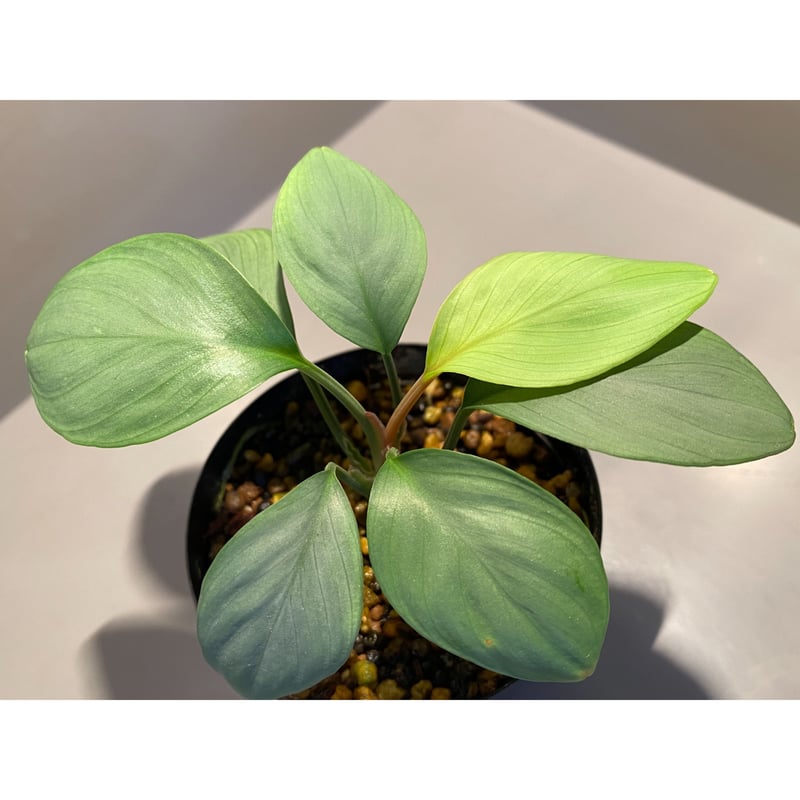 Homalomena sp. Aceh sumatera【LA1118-03】 Homalomena sp. from Aceh sumatera [LA1118-03] |