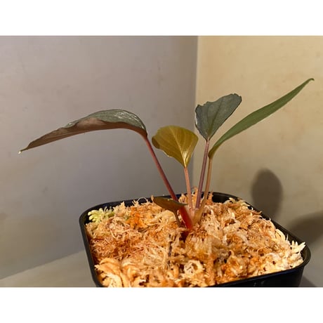 Homalomena sp."赤鉄鉱” from Kepulauan Riau [SGP import] KZT ②