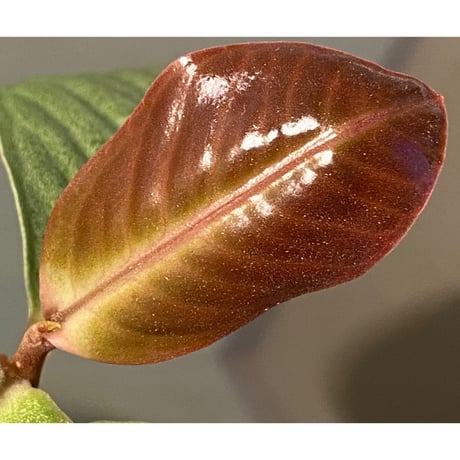 (大株) Ardisia sp. from Saripoi [LA0515-02]