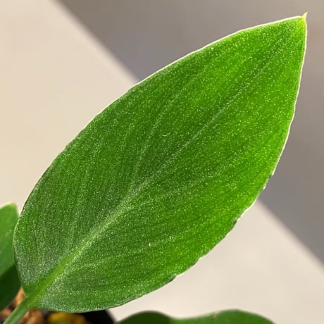 Homalomena sp. "Muara wahau" Green from Kal-timur [TB]