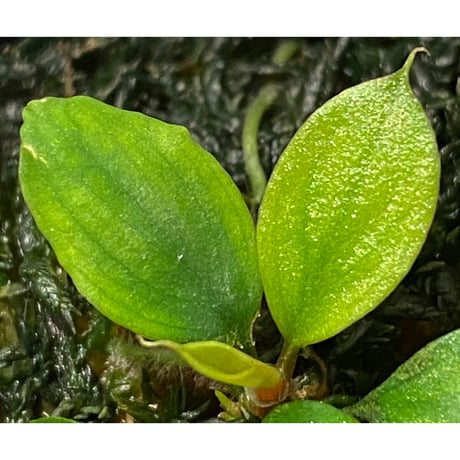 Homalomena sp. "Aceh selatan" Aceh Sumatra [TB]
