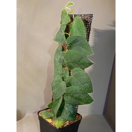 Ficus sp. from Selangor