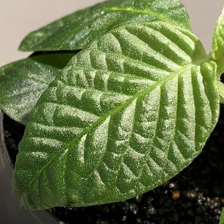 Gesneria sp. from "Kayu lapis" [TB]