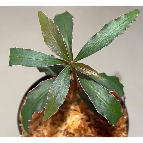 Ardisia sp. from Kapuas Hulu Kalimantan barat