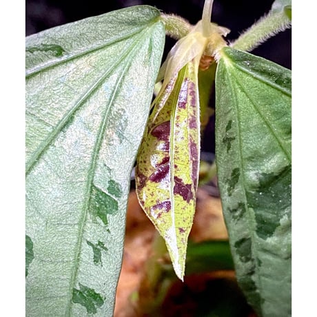 Elatostema sp. from Nopphitam [TK260915]