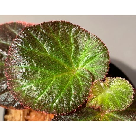 Begonia sp. from Manaus