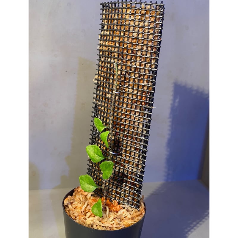 Microgramma tecta 伊藤蟻植物農園 | M・R・G・R