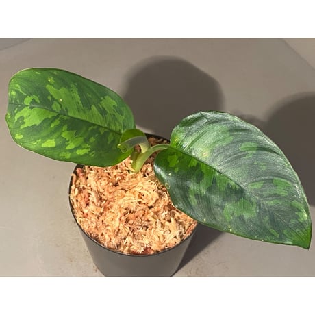 Unknown "Pakak" [MF0417-6X]