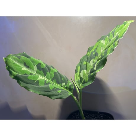 Aglaonema pictum GW Type1 from Padang sidempuan [TB1410]