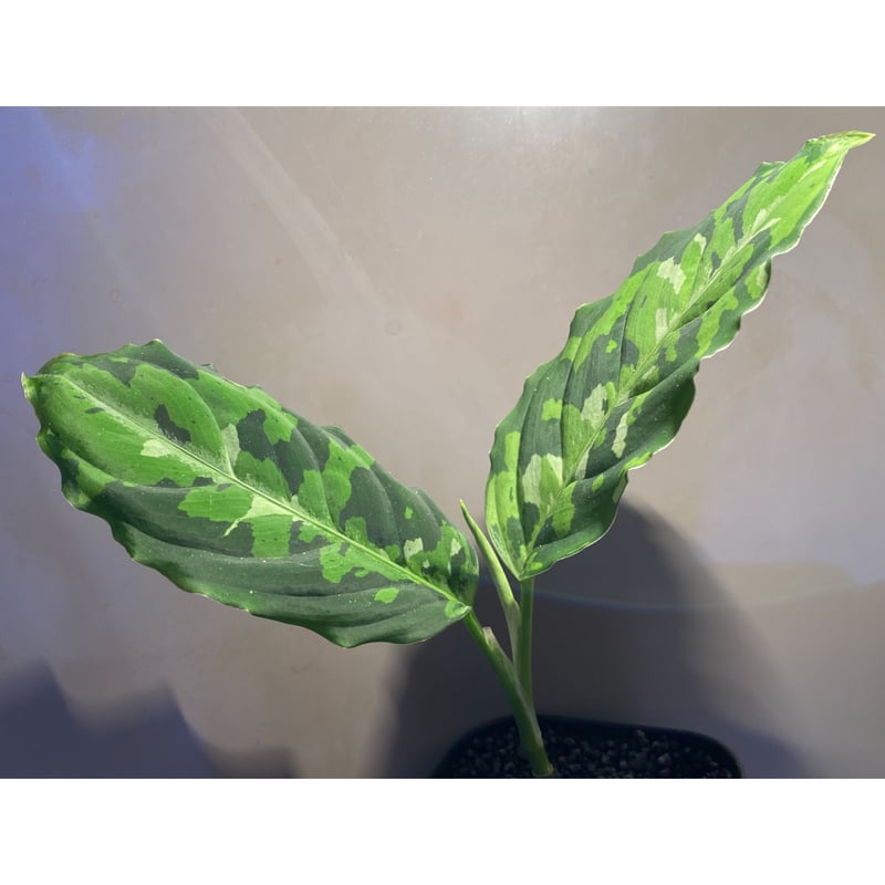 Aglaonema pictum GW Type1 from Padang sidempuan