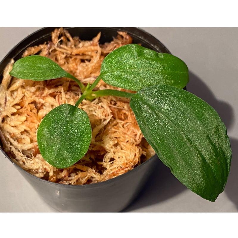 Homalomena sp. 緑甲冑 BNN from Sibloga tgmu【AZ0823-11otr】 緋隠し