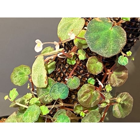 (大株) Begonia lichenora (sp.Mini) from Kalimantan Sarawak border [LA]