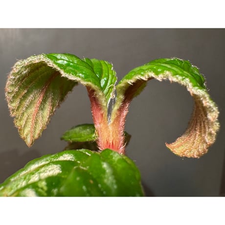 Acranthera sp. from Sekadau