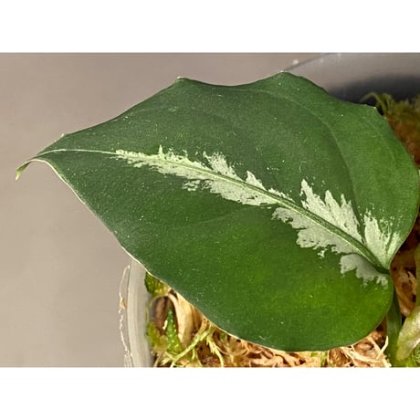 Aglaonema pictum ぼっち株 EW1302 from Muara rabuh [TB]
