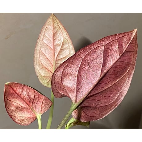 Syngonium sp. from Choco Colombia [tanakay]