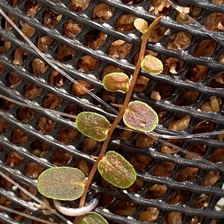 Marcgravia sp. "Bronze"