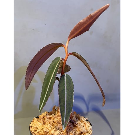 Labisia sp. from Kapuas hulu Kalimantan barat