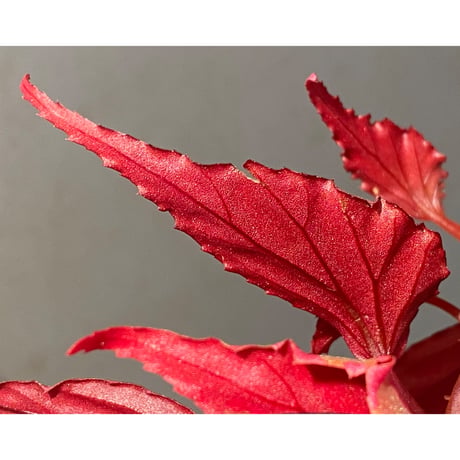 Begonia sp. ぼっち株 from Julau [R1214-01b]