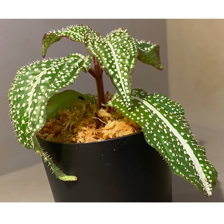 Sonerila sp. "White dot"