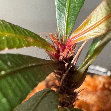 Sauvagesia serrata from West Kalimantan ③