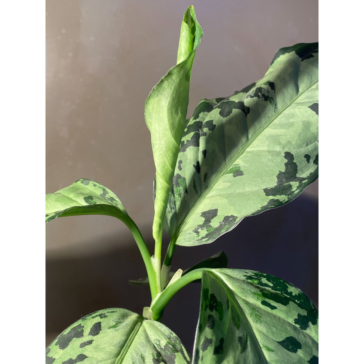 AZ便 Aglaonema pictum white-Devil Aglaonema pictum 
