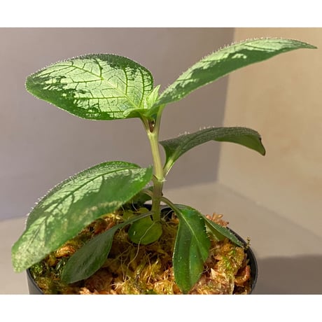 Gymnostachyum sp. "type C" f1 from Aceh Selatan [HW0816-02]