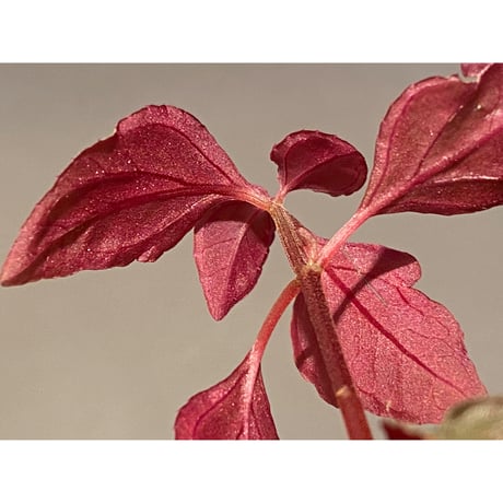 Melastoma sp. from Sibolga